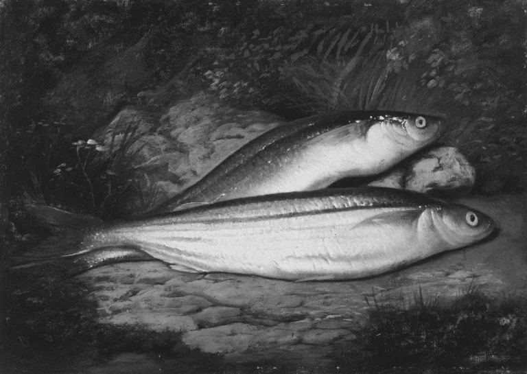 California Smelt, by Samuel Marsden Brookes, oil, 1872