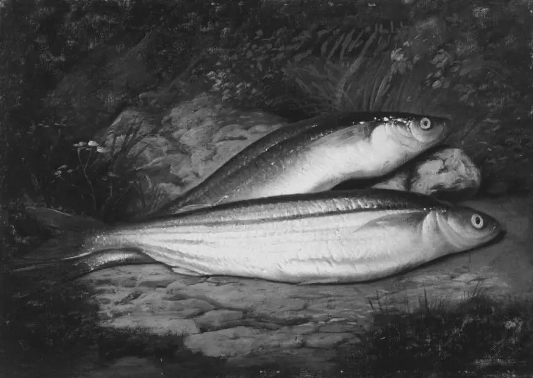 California Smelt