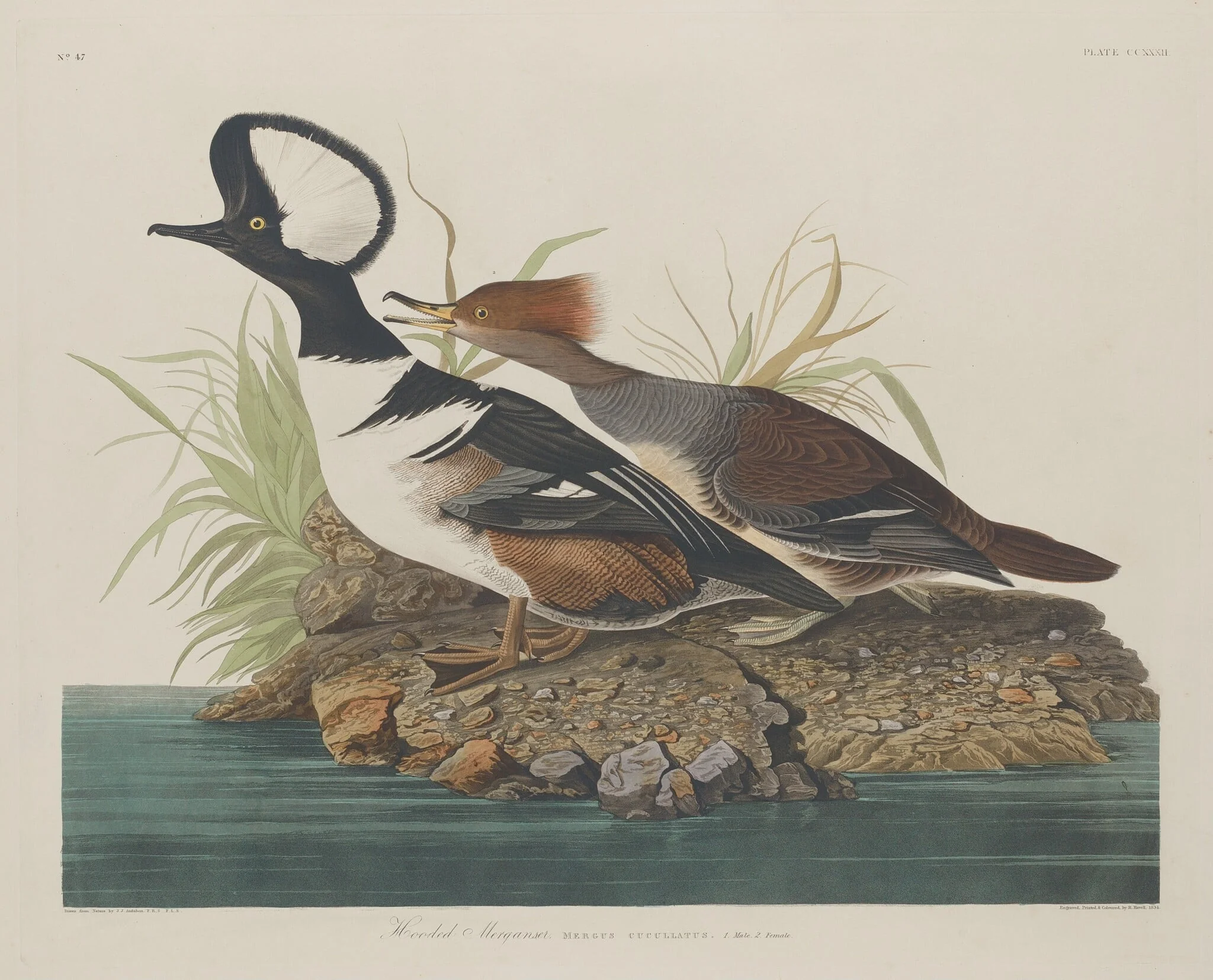 Hooded Merganser, by Robert Havell Jr., ink, 1834