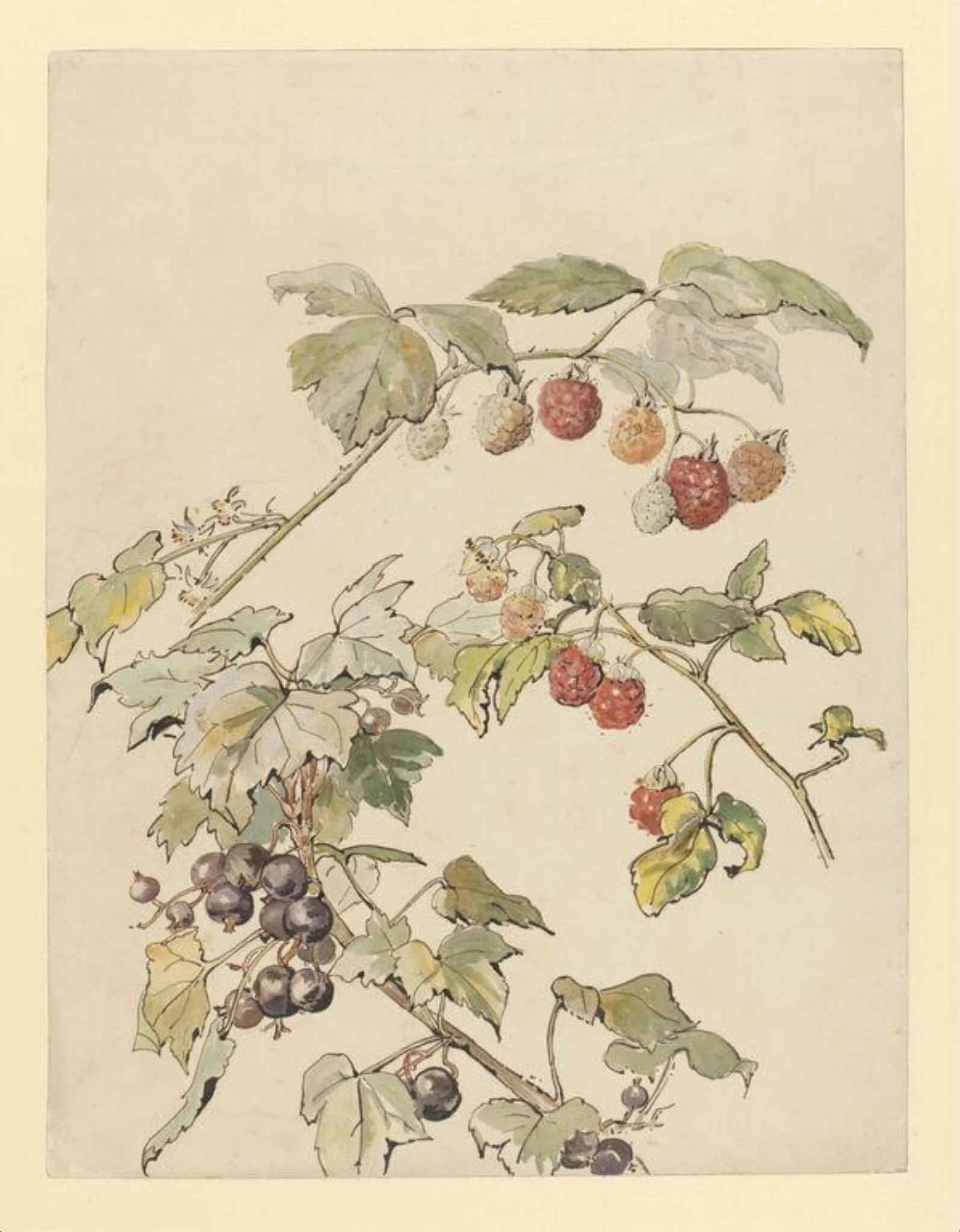 Fruit