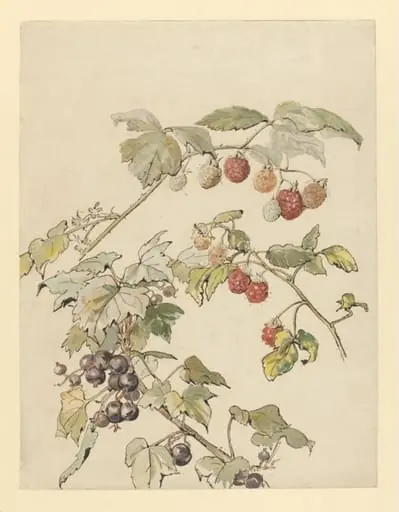 Fruit