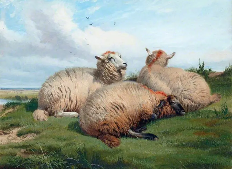 Sheep