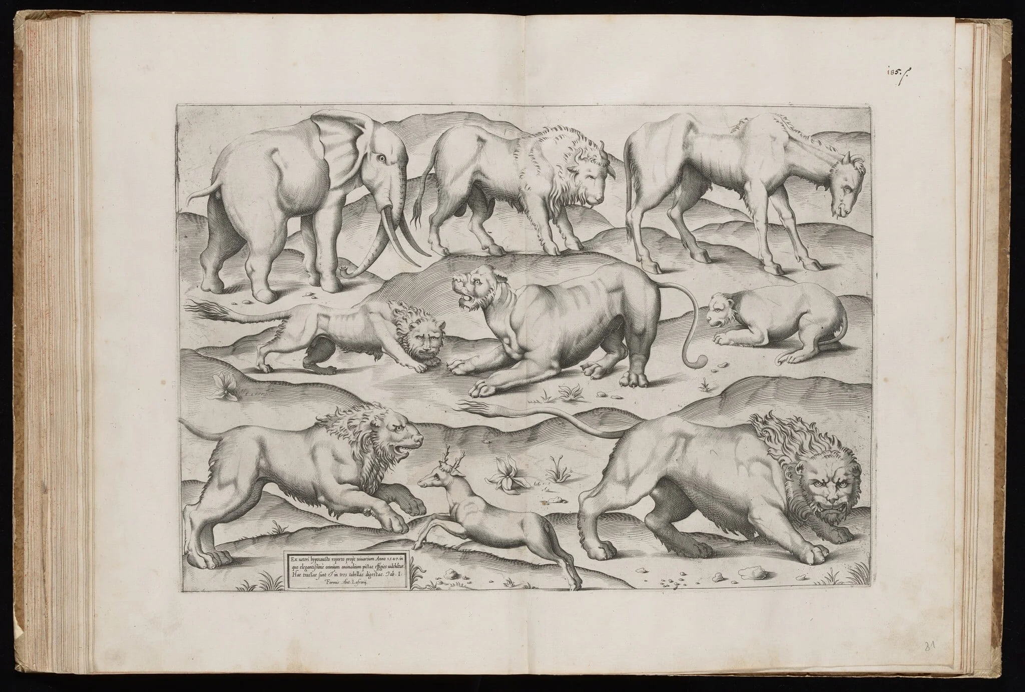 Animals from an Ancient Wall Painting [Table I], by Italian 16th Century, ink, 1547
