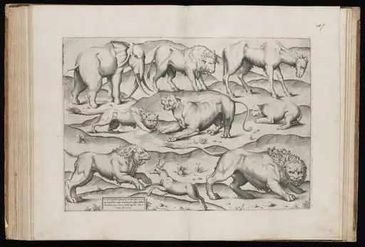 Animals from an Ancient Wall Painting [Table I]