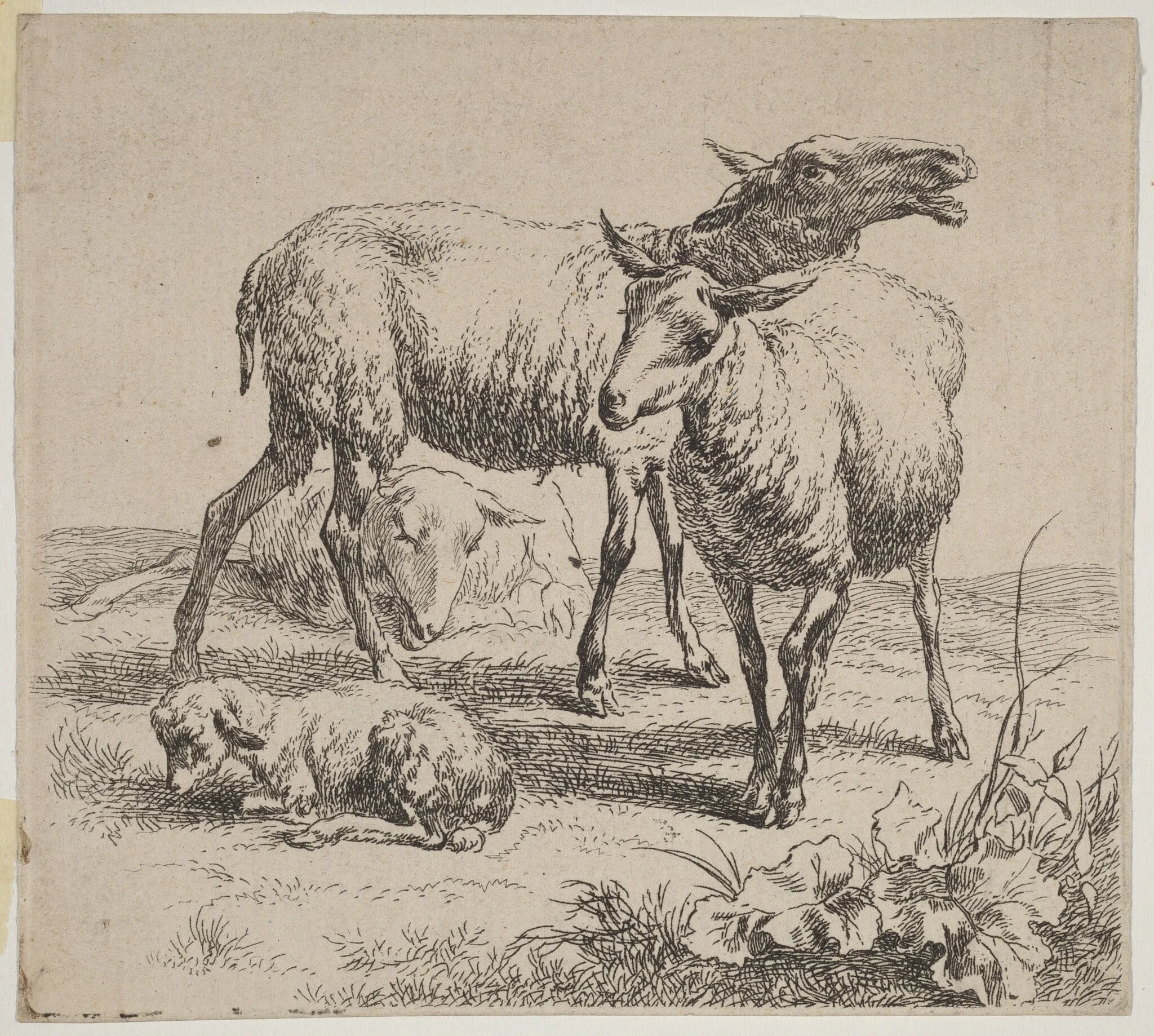 Three Sheep and a Lamb, by Nicolaes Pieterszoon Berchem, ink, 1640