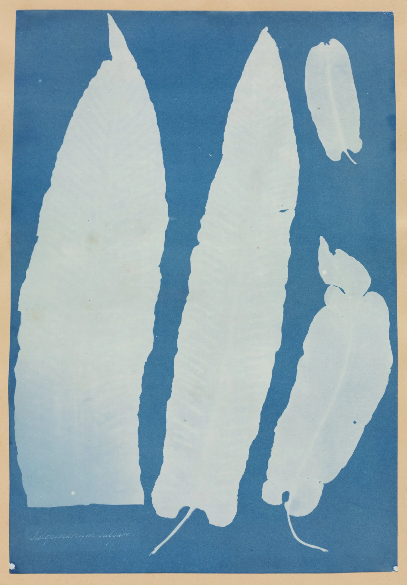 Scolopendrium Vulgare, by Anna Atkins, 1853