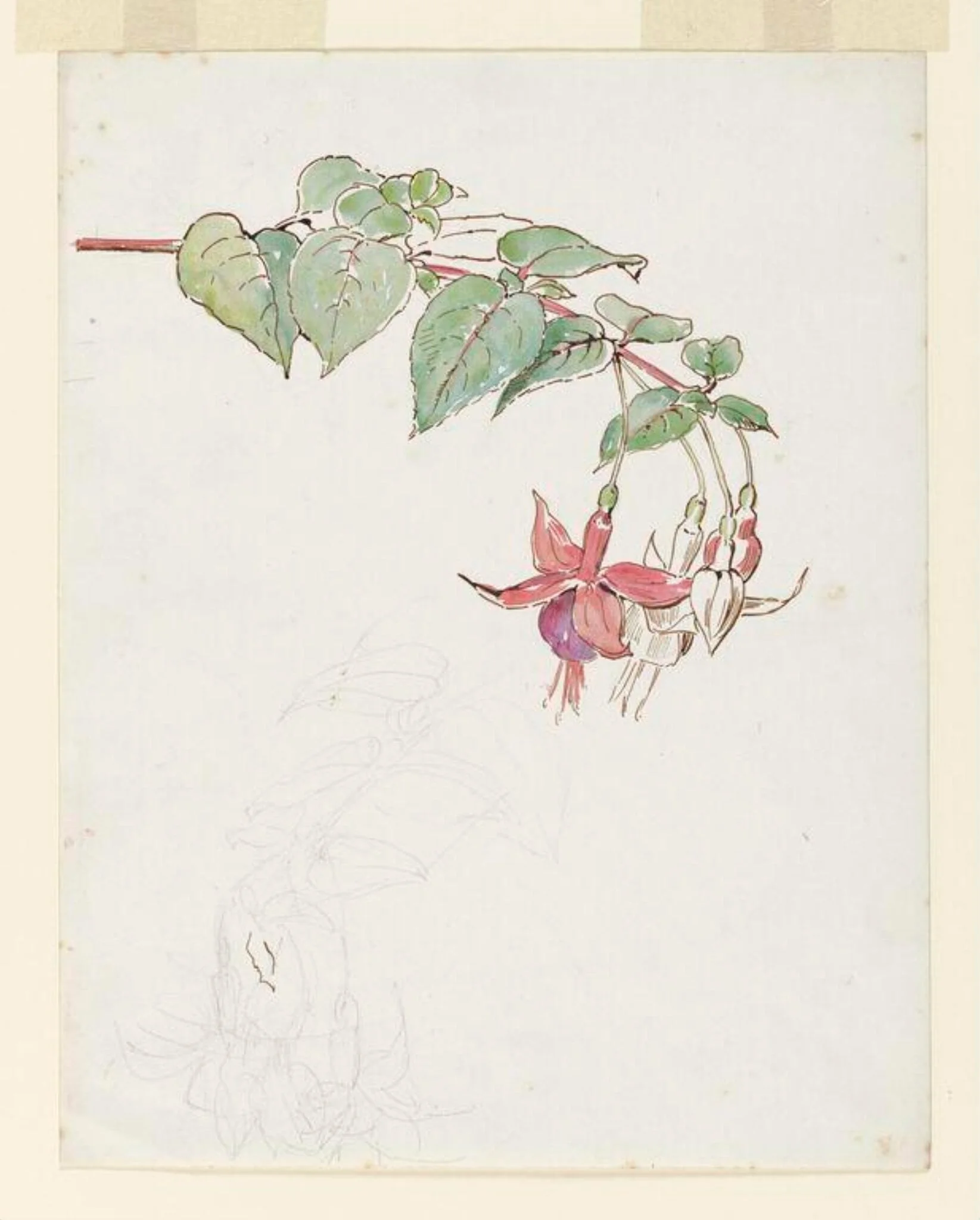Spray of fuchsia flowers, by Beatrix Potter, watercolor, 1895