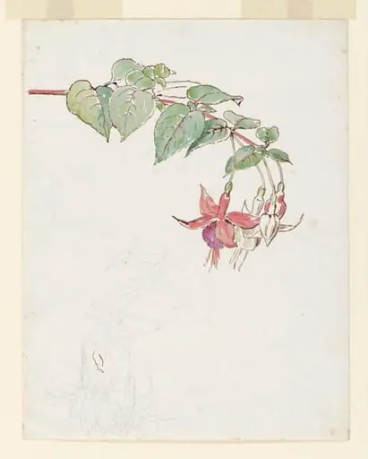 Spray of fuchsia flowers
