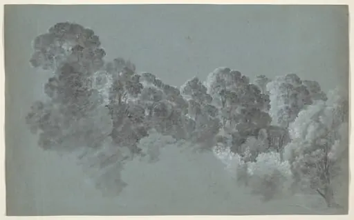 Forest Treetops Struck by Light