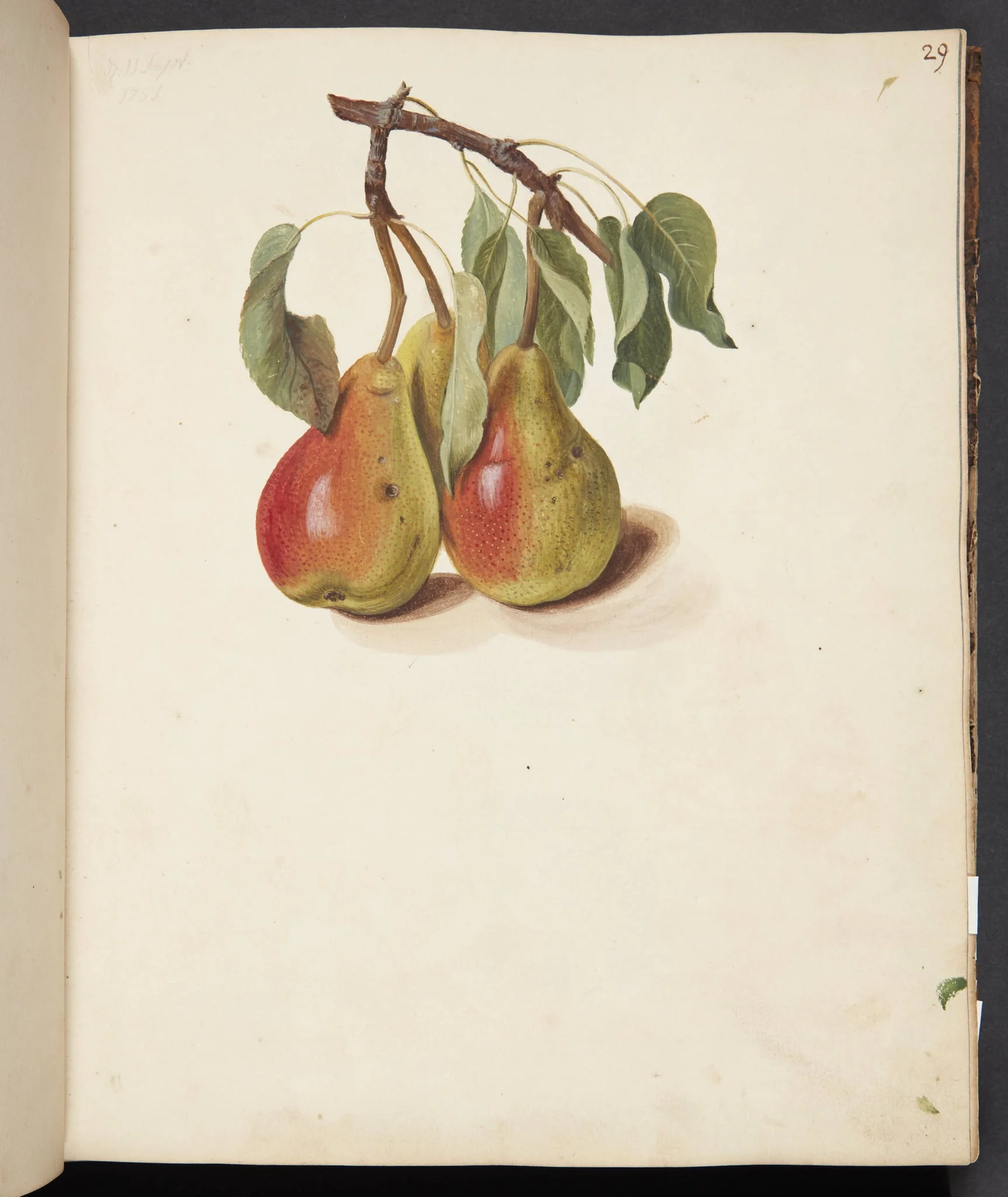 Studie af pærer, by Unknown, unspecified, 1751