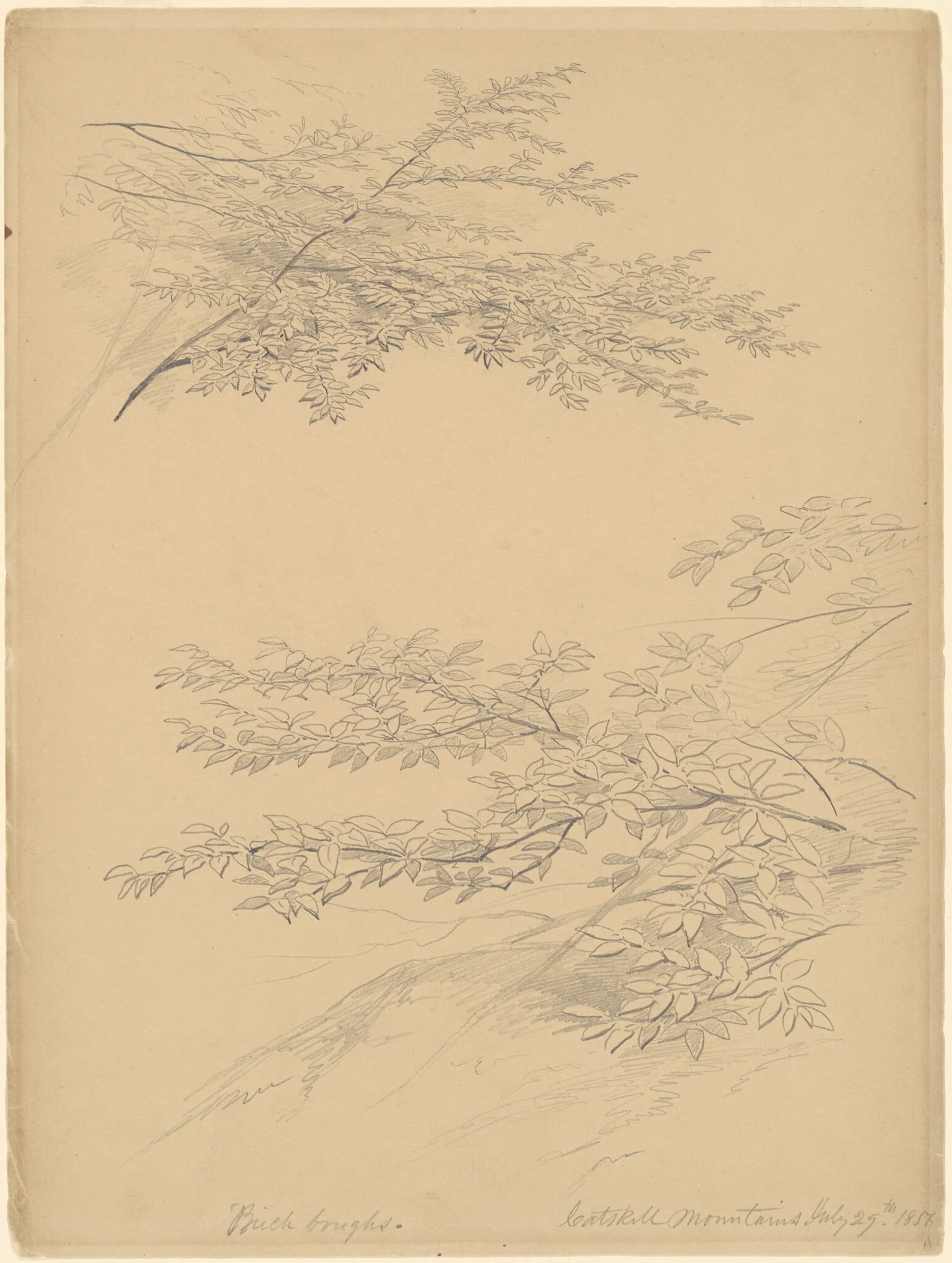 Birch Boughs, Catskill Mountains, by John William Casilear, graphite, 1856