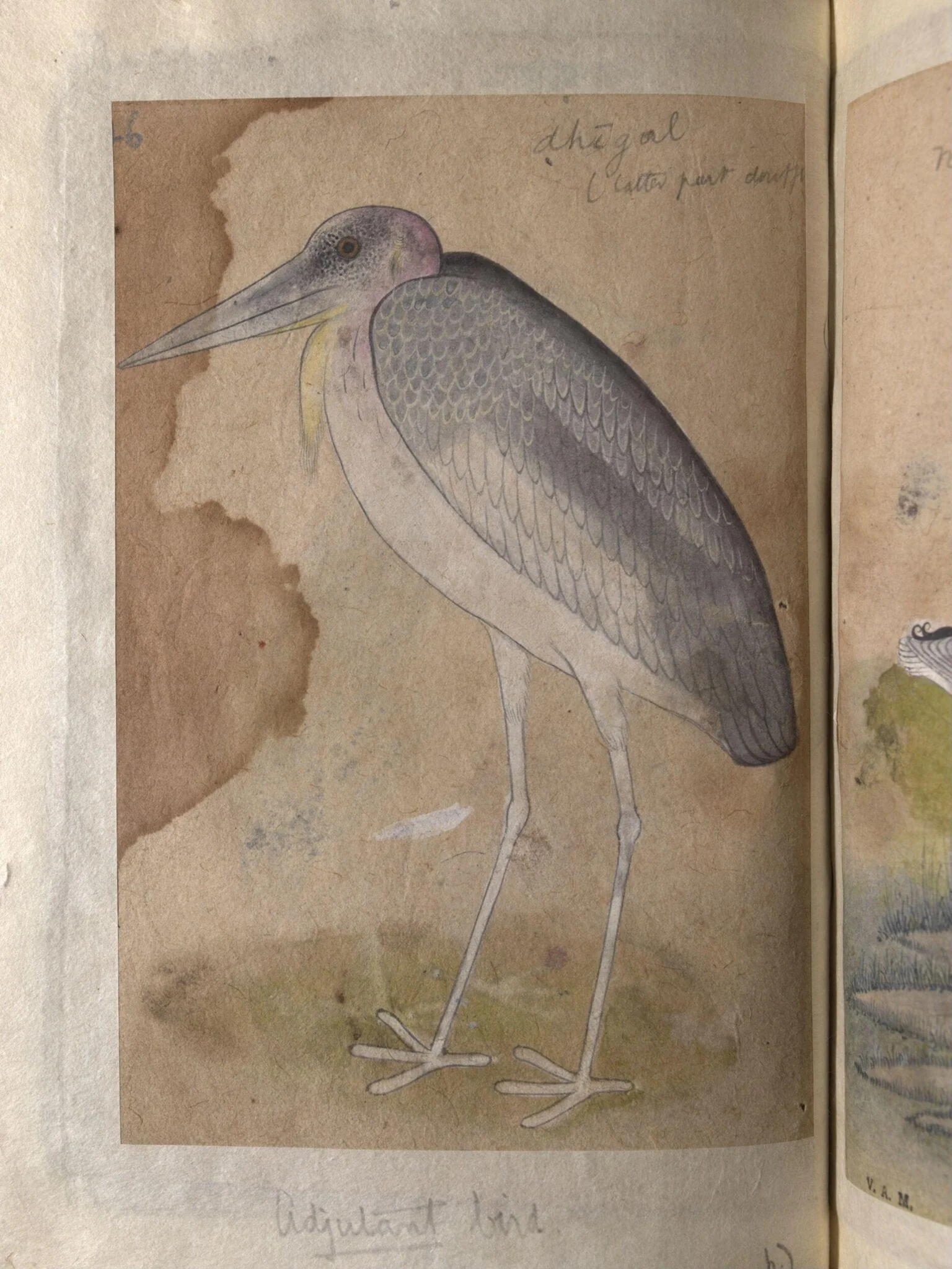 Depictions of Night heron (male) and Adjutant bird of Northern India, by Unknown, paint, 1820