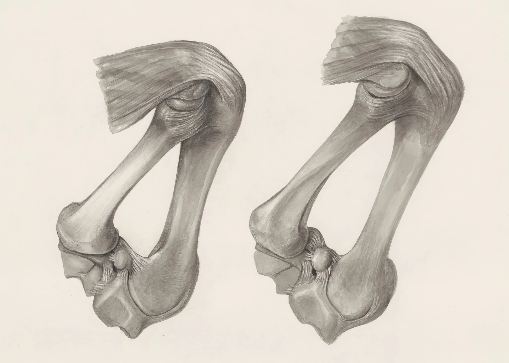 Muscular and bone tissue of the hand or fingers