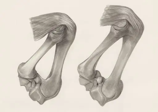 Muscular and bone tissue of the hand or fingers