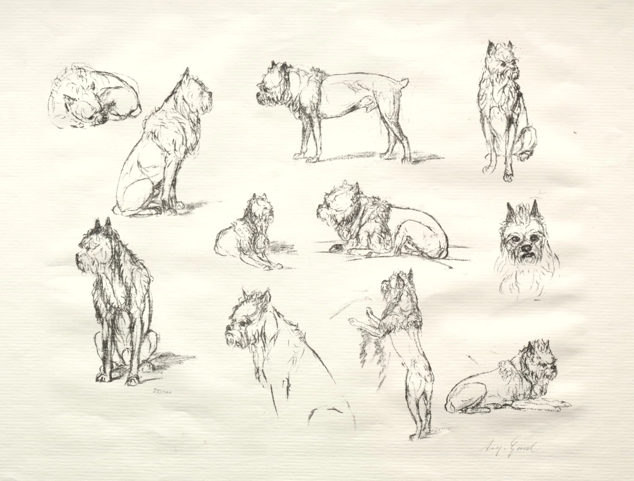 Study of Dogs, by August Gaul, 1905
