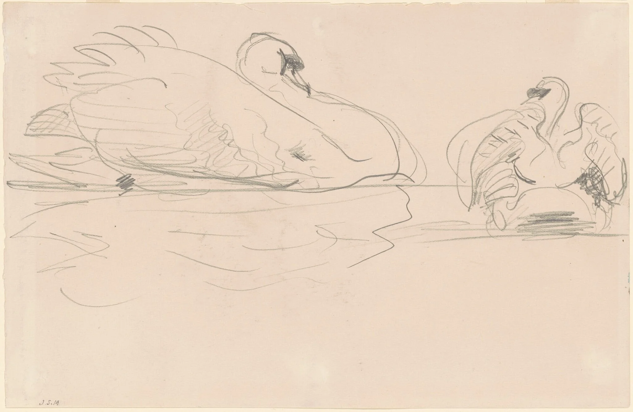 Swans in the Water, by John Singer Sargent, graphite, 1890