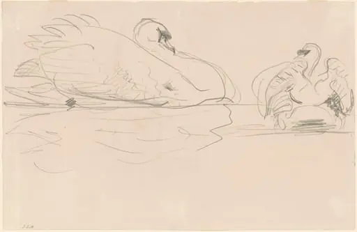 Swans in the Water