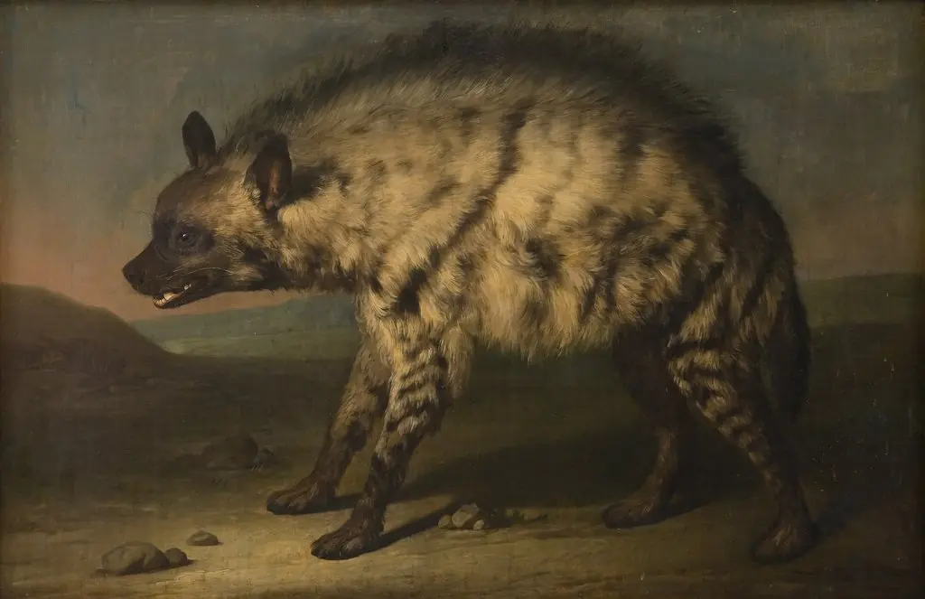 Hyena from the zoo at Frederiksberg Castle