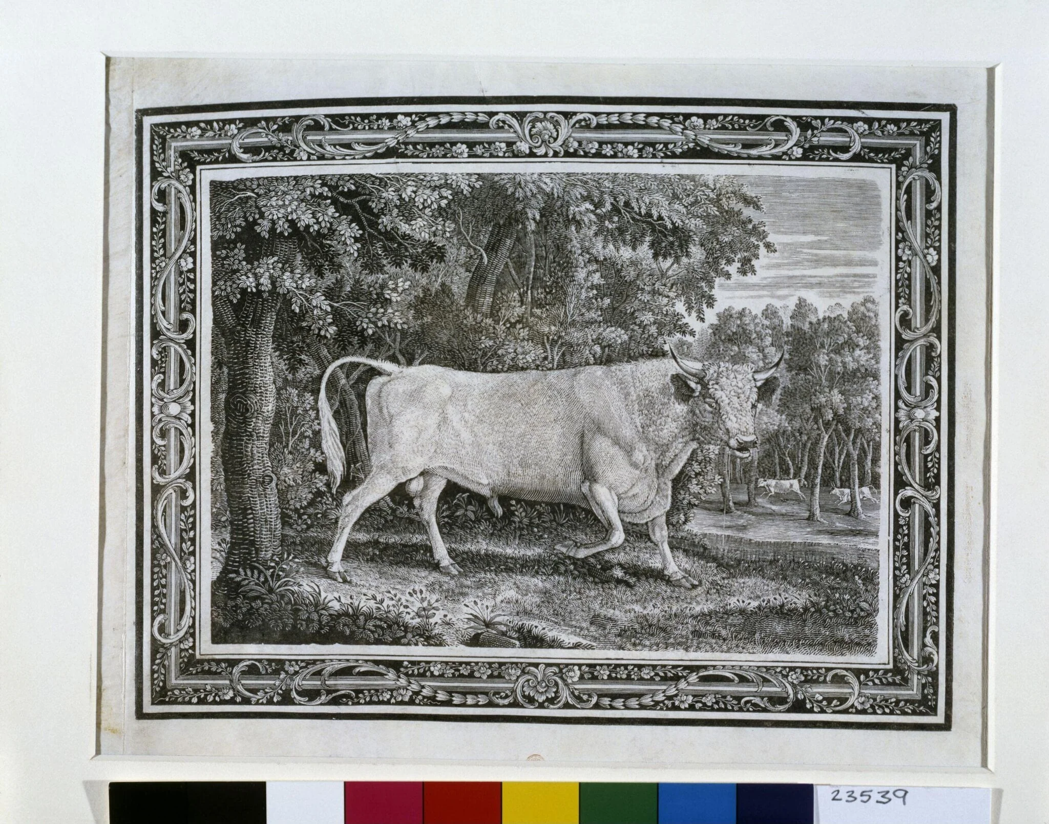 The Chillingham Bull