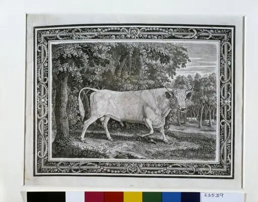The Chillingham Bull