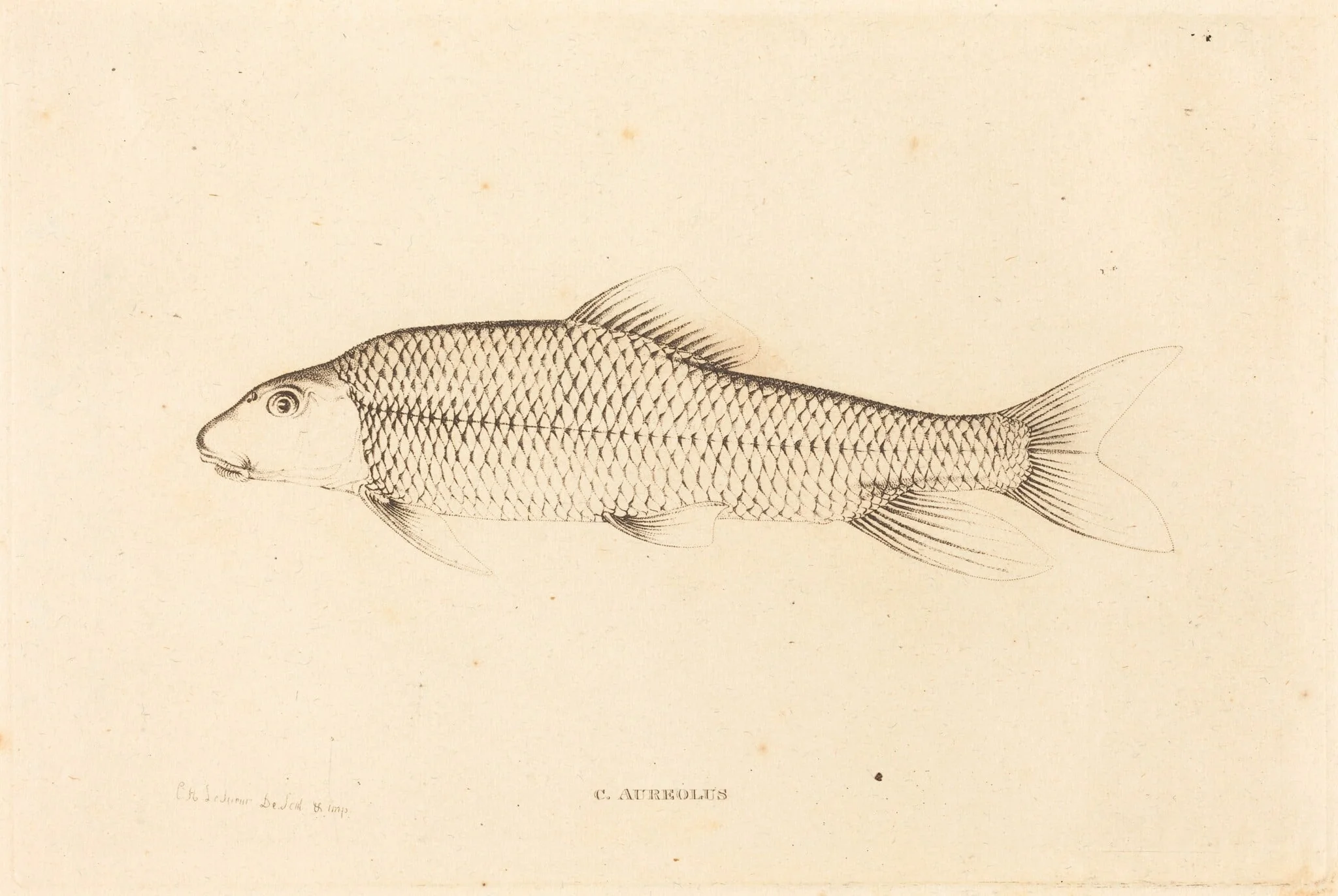 C. Aureolus