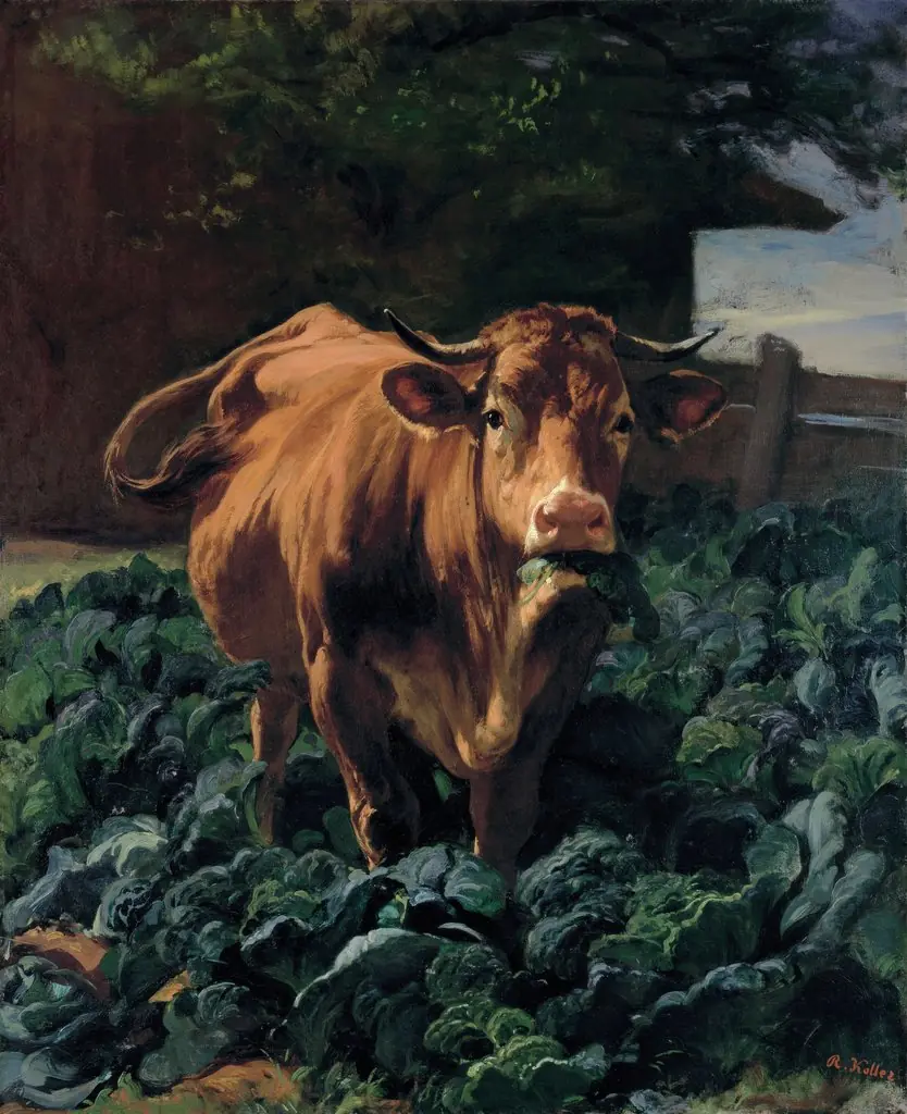 Cow in a Cabbage Field