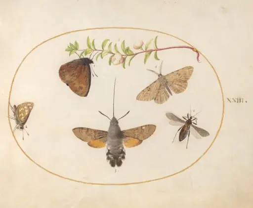 Plate 23: Hummingbird Hawk Moth, Butterflies, and Other Insects around a Snowberry Sprig