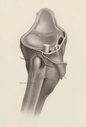 Musculoskeletal system of the wrist