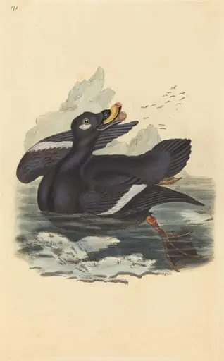 Velvet Duck