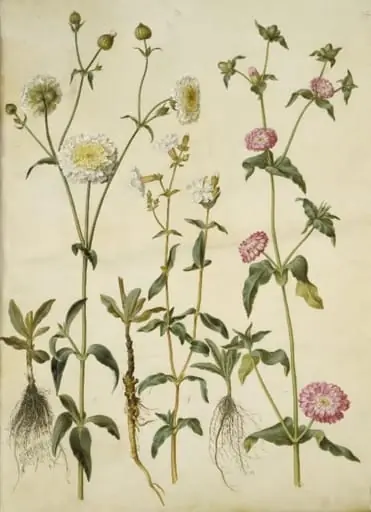 Silene latifolia (aften-pragtstjerne); Silene dioica (dag-pragtstjerne)