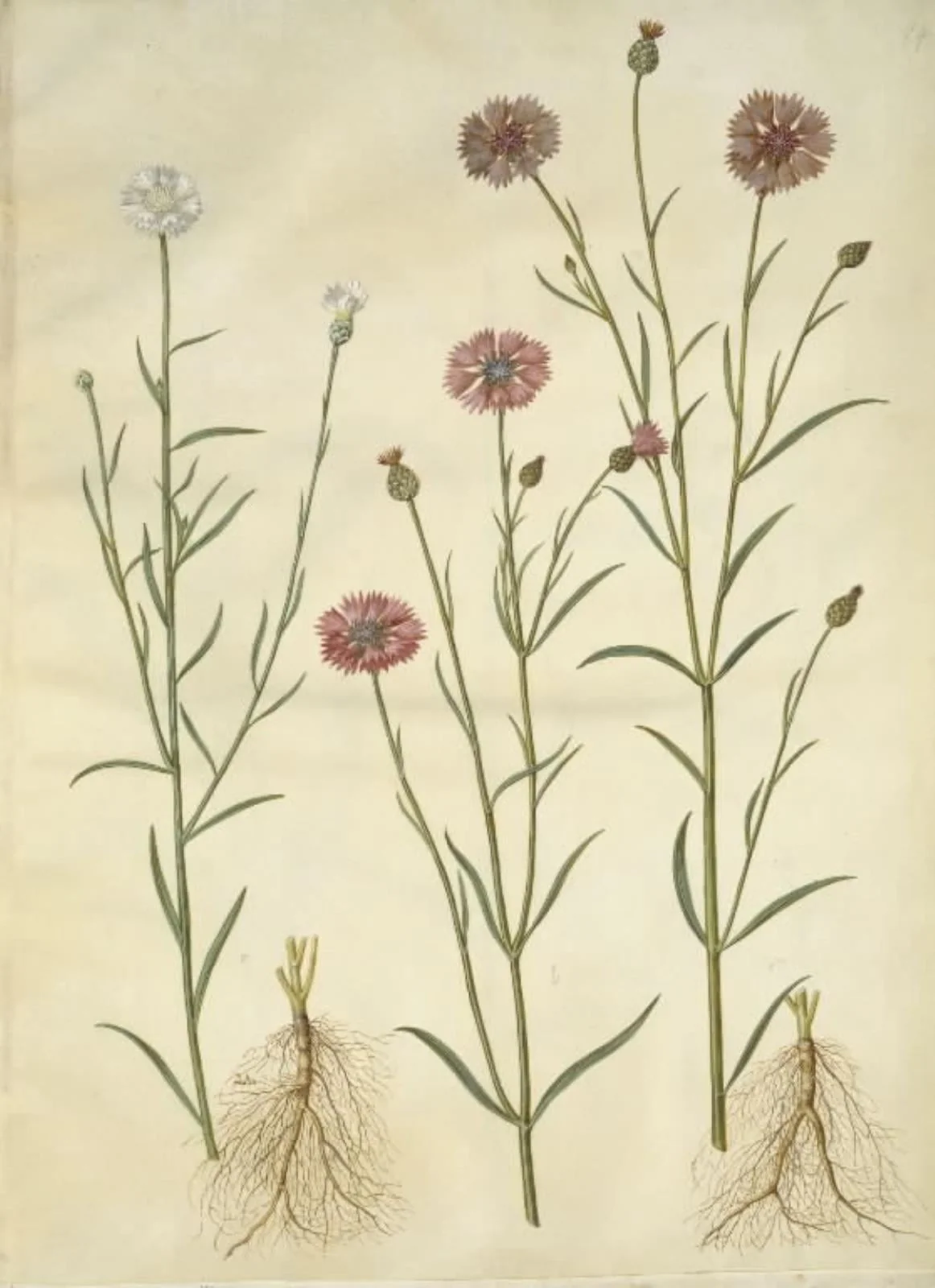 Centaurea cyanus (kornblomst), by Unknown, unspecified, 1654