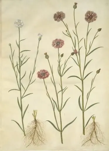 Centaurea cyanus (kornblomst)