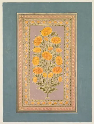 Flowering Marigold (verso)