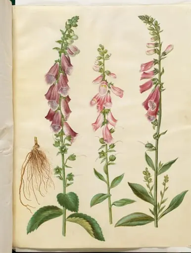 Digitalis purpurea (almindelig fingerbøl)