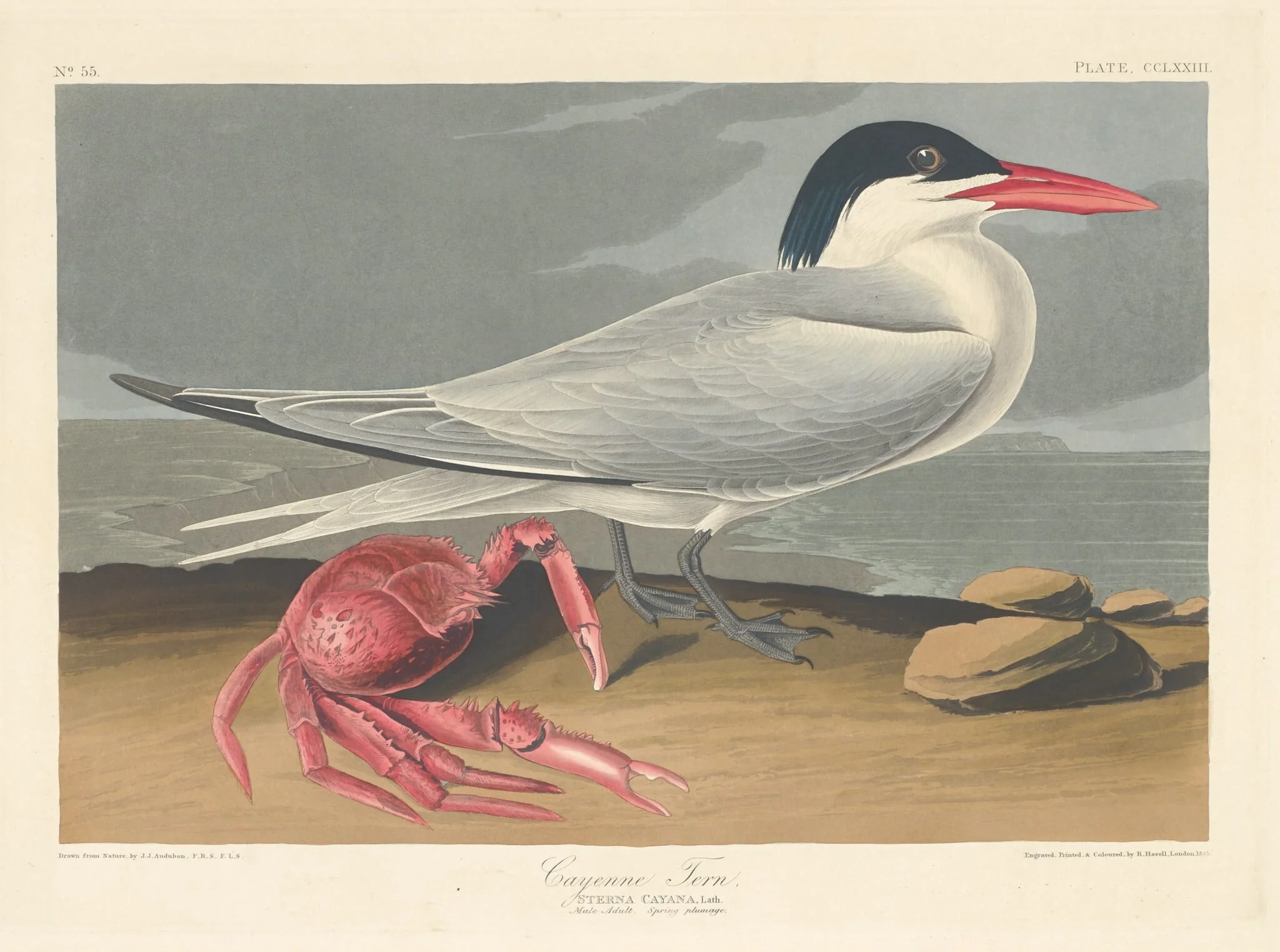 Cayenne Tern, by Robert Havell Jr., ink, 1835