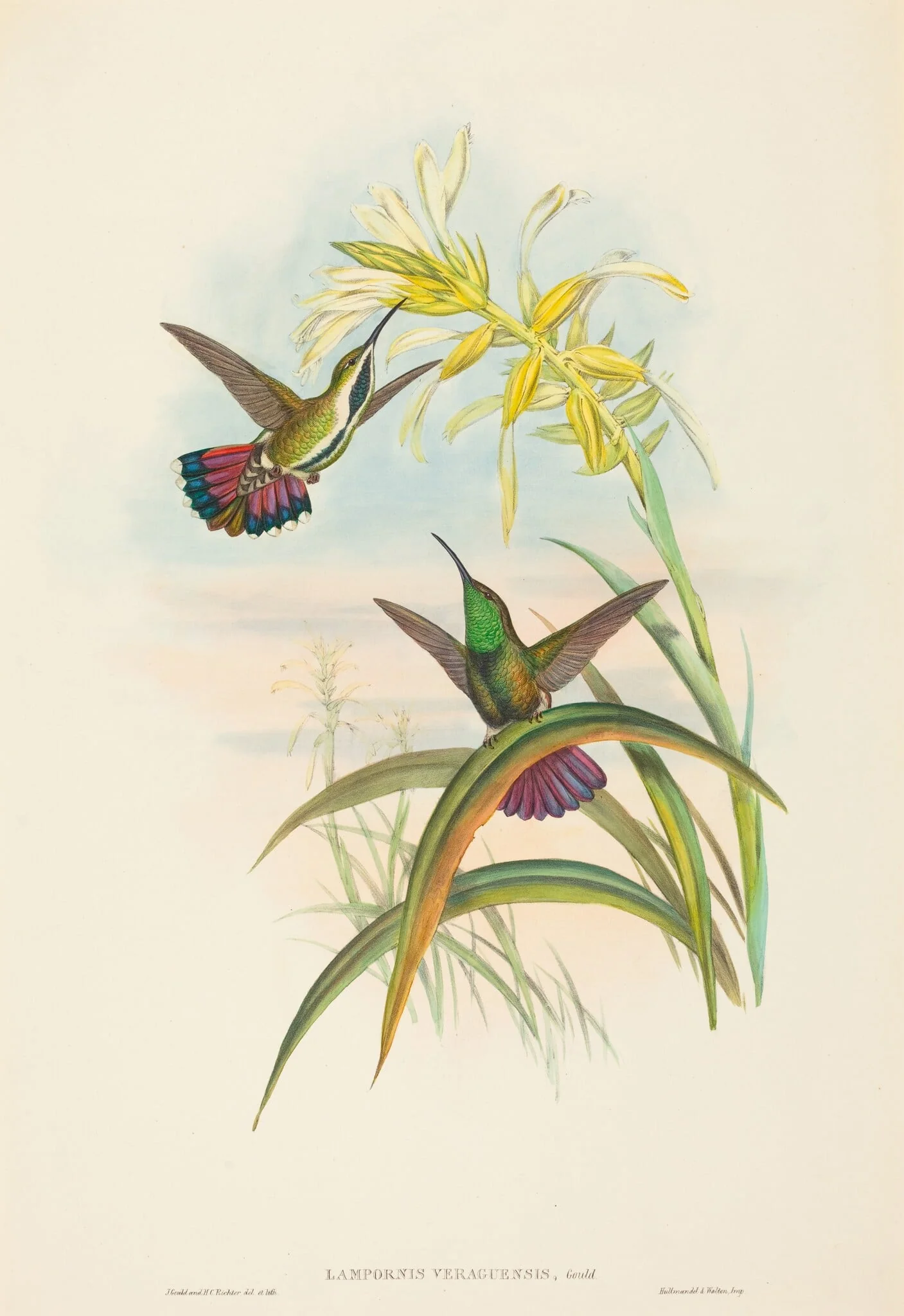 Lampornis veraguensis (Veraguan Mango)