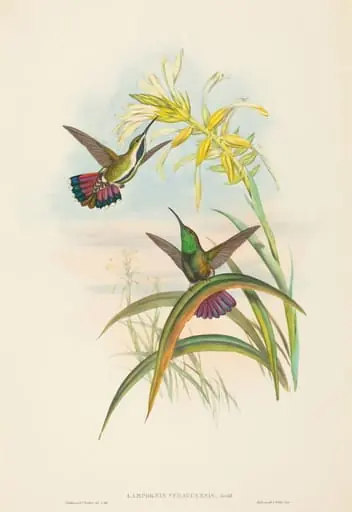 Lampornis veraguensis (Veraguan Mango)