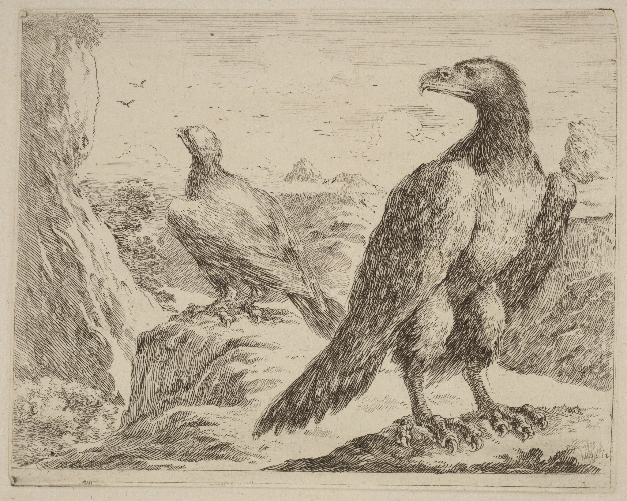 Two Eagles, Both with Heads Turned to the Left