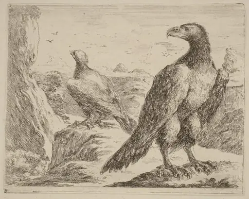 Two Eagles, Both with Heads Turned to the Left