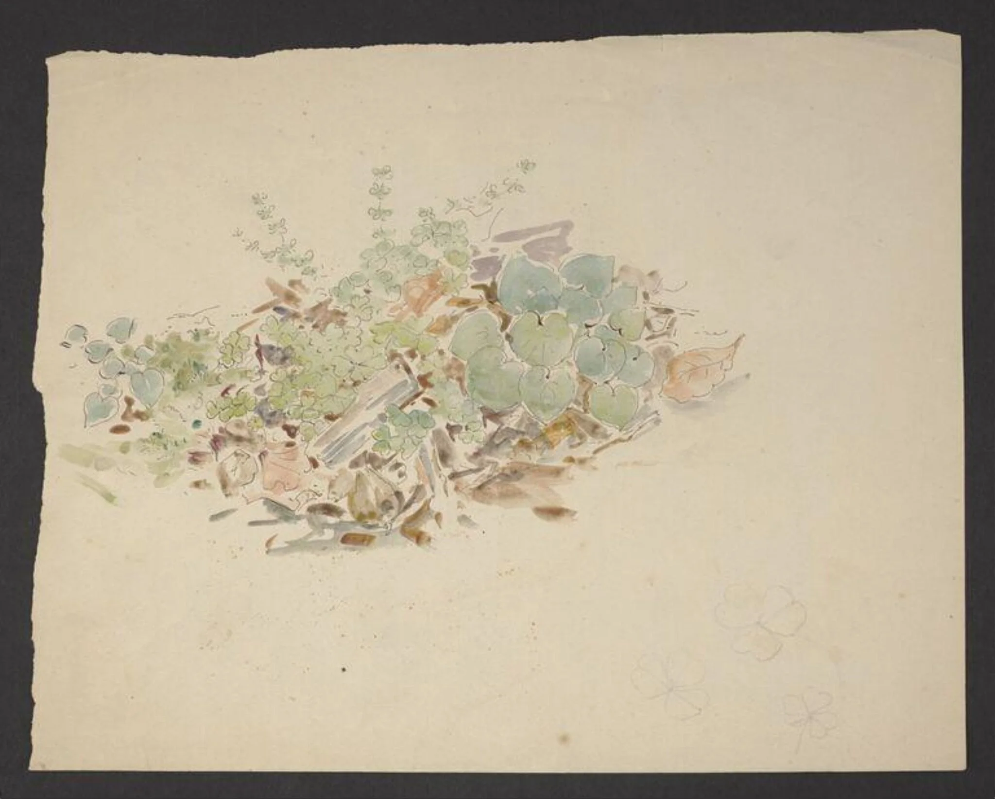 Study of a patch of ground with plants including clover, by Beatrix Potter, watercolor, 1904