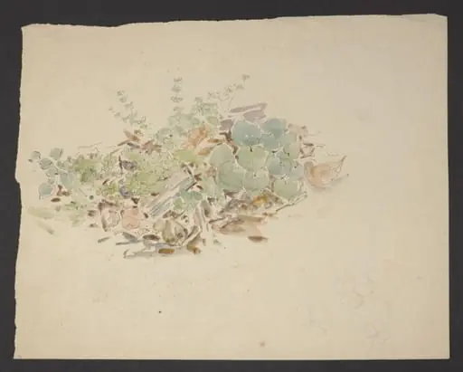 Study of a patch of ground with plants including clover