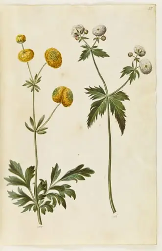 Ranunculus acris (guldknap-ranunkel); Ranunculus aconitifolius (sølvknap-ranunkel)
