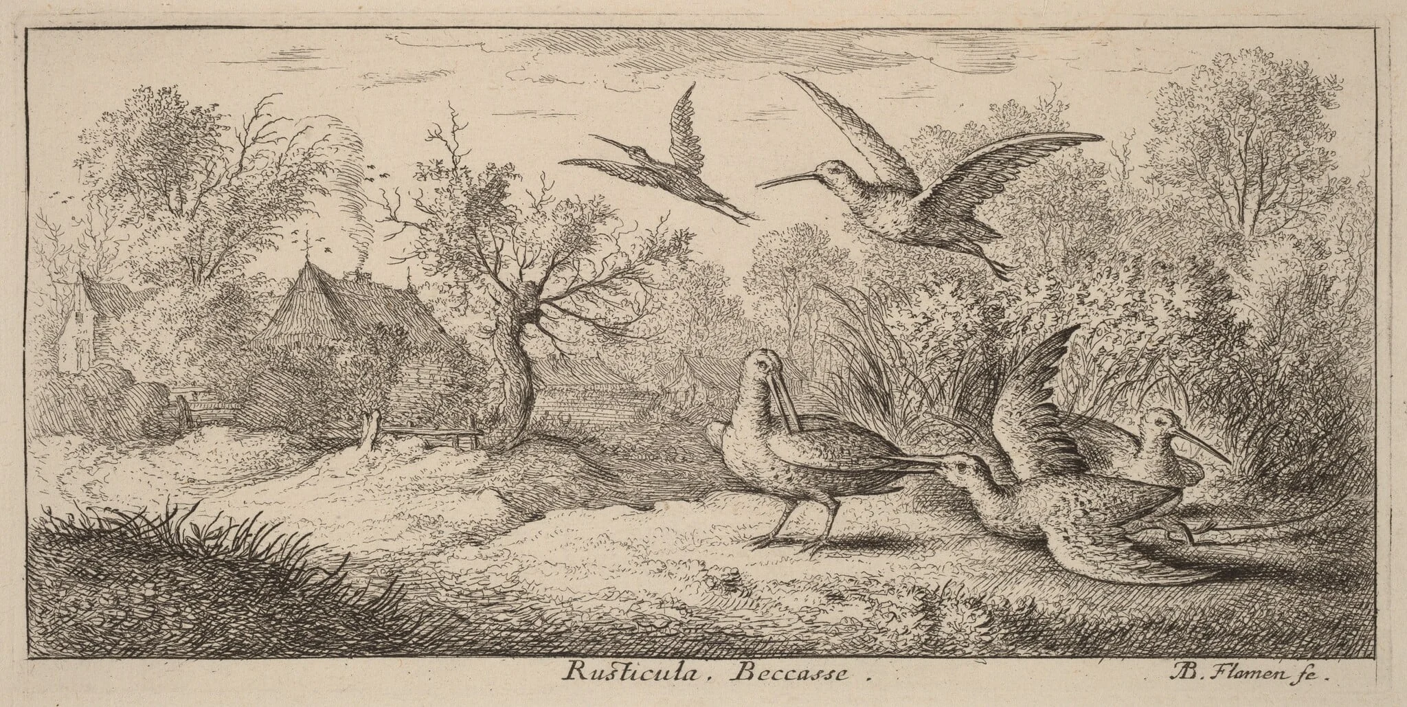 Rusticula, The Woodcock, by Albert Flamen, ink, 1644