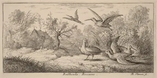Rusticula, The Woodcock