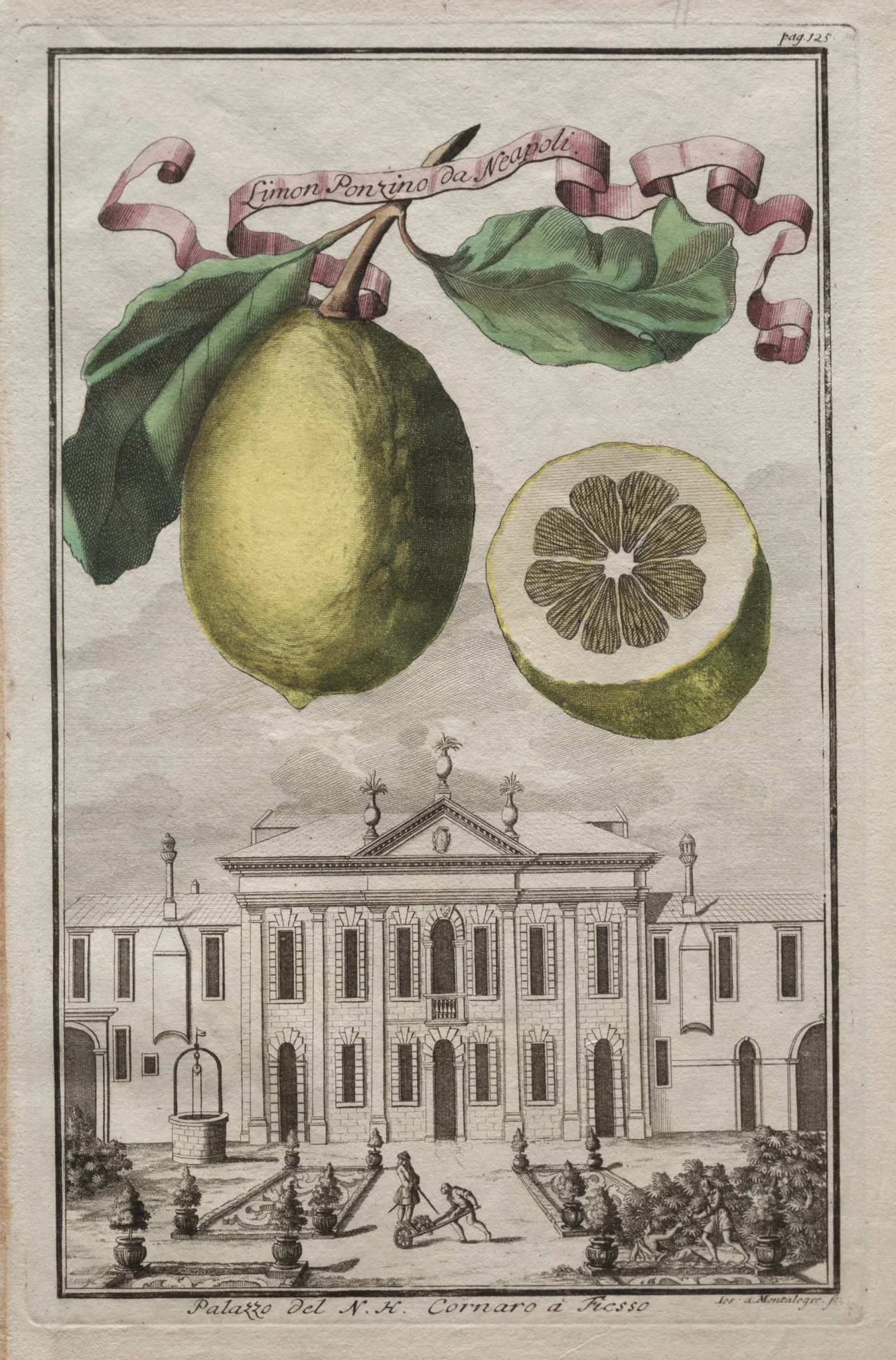 Nurnbergische Hesperides:  No. 125 - Limon Ponzino da Neapoli.  Palazzo del N. H. Cornaro à Fiesso, by Joseph de Montalegre, 1708