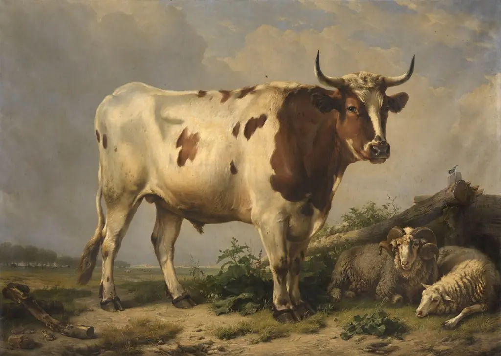 Bull