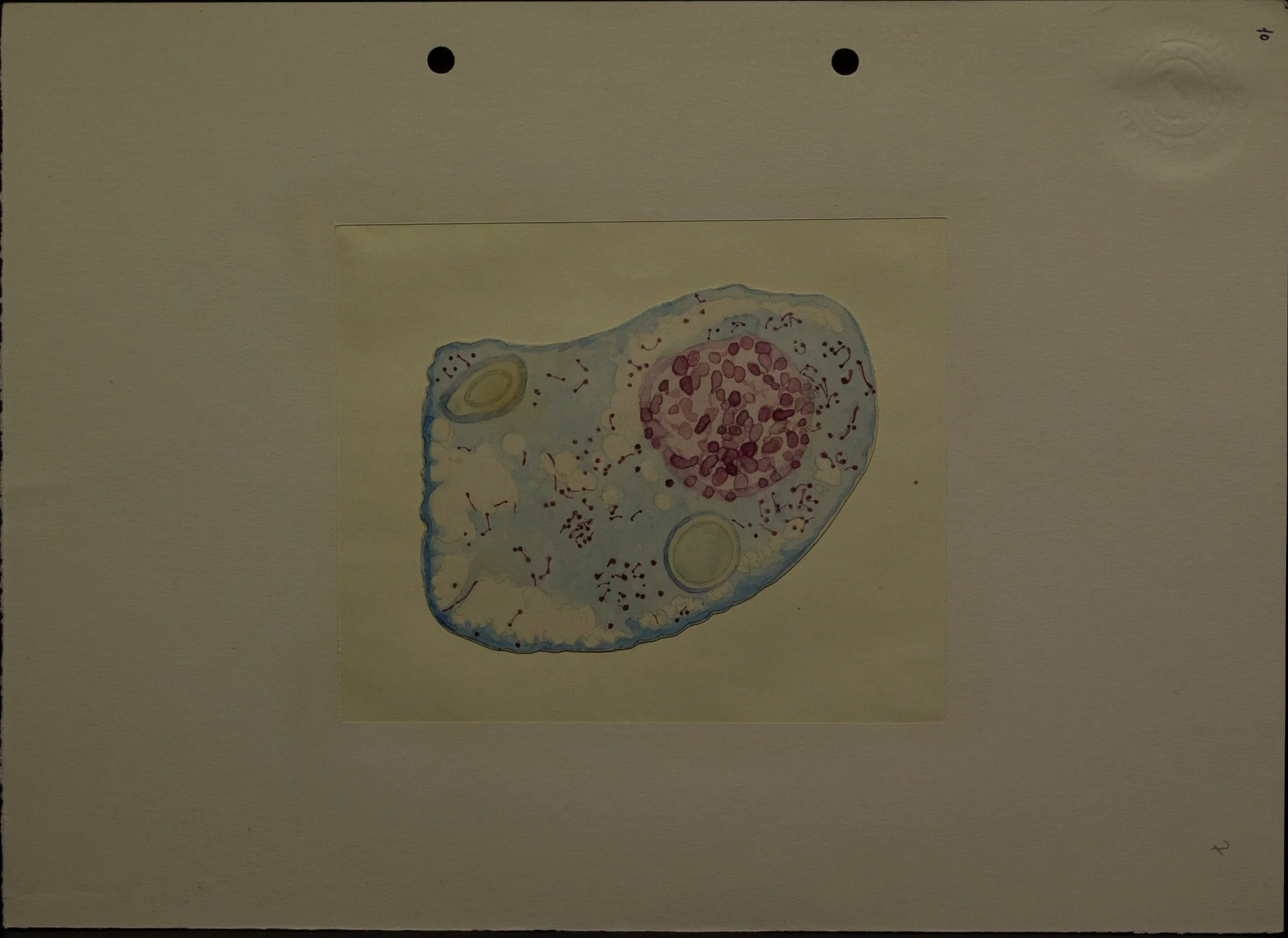 Desenul redă o secțiune o secțiune printr-o celulă (?), mărită. Este realizat de Dimitrie Voinov, în acuarelă, probabil când erea elev, student sau tânăr cercetător. Dimitrie Voinov (1867 - 1951) a fost un biolog, zoolog, histolog, citolog, fondatorul școlii românești de citologie. Din 1927, a devenit membru titular al Academiei Române., by Dimitrie Voinov