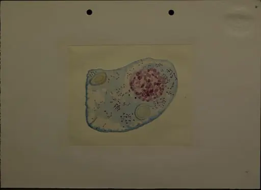 Desenul redă o secțiune o secțiune printr-o celulă (?), mărită. Este realizat de Dimitrie Voinov, în acuarelă, probabil când erea elev, student sau tânăr cercetător. Dimitrie Voinov (1867 - 1951) a fost un biolog, zoolog, histolog, citolog, fondatorul școlii românești de citologie. Din 1927, a devenit membru titular al Academiei Române.