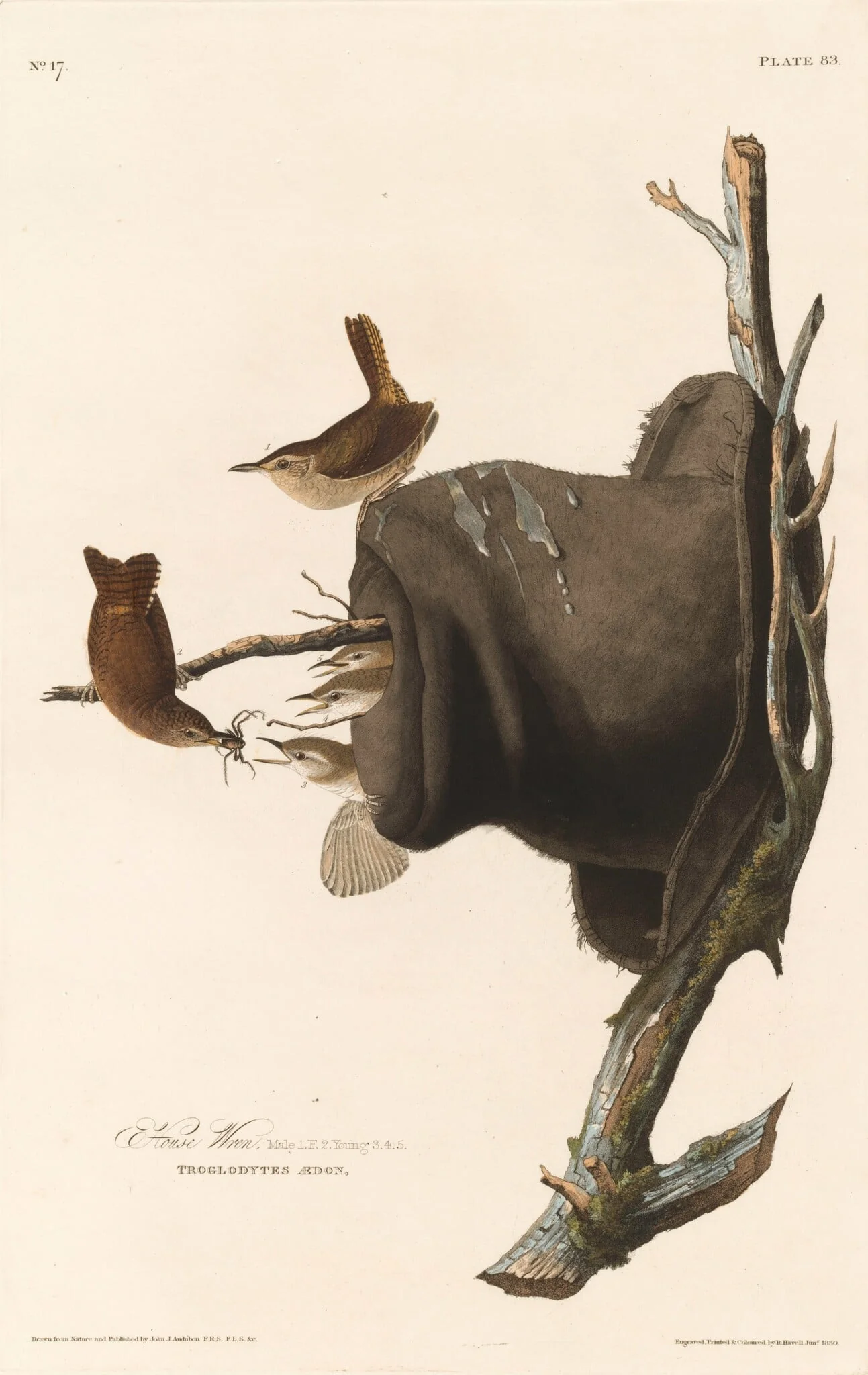 House Wren, by Robert Havell Jr., ink, 1830