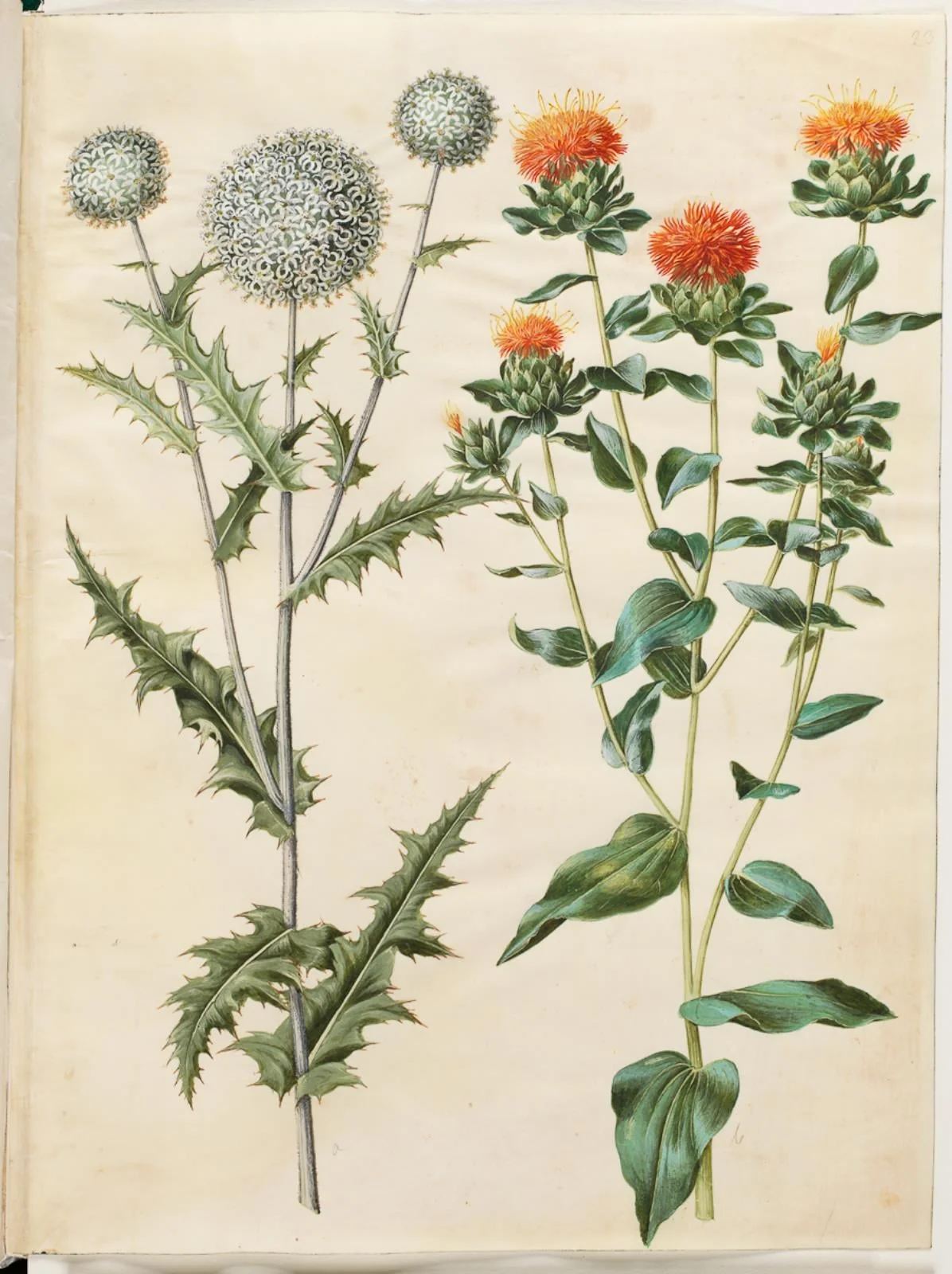 Echinops sphaerocephalus (almindelig tidselkugle); Carthamus tinctorius (gul saflortidsel)
